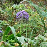 Scilla peruviana ©JL P1070628.JPG